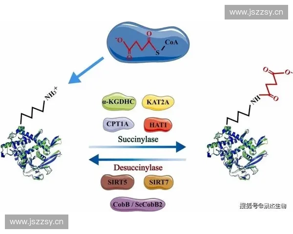 能量代谢调控机制及其在健康与疾病中的作用研究